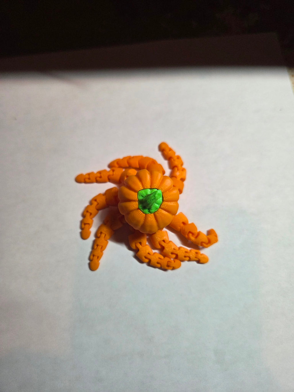 Top view of articulated pumpkin octopus